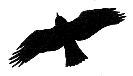 silhouette oiseau à coller sur les vitres